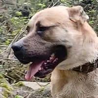 سگ پیتبول گمشده|حیوانات|چابکسر, |دیوار