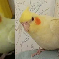 عروس|پرنده|شاهدشهر, |دیوار