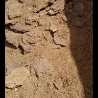 کودگوسفند