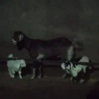 بز با دو بزغاله|حیوانات مزرعه|اردبیل, |دیوار