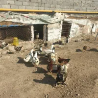 اردک نر و خروس|حیوانات مزرعه|پاکدشت, حصار امیر|دیوار