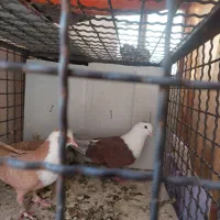 خیابان امام امام خمینی ۲۳