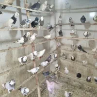 پنجاه عدد کبوتر|پرنده|پیر بکران, |دیوار