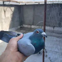 کبوتر پلاکی ماده