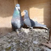 خوشرنگ یال افشون چاپی،طوقی همدانی|پرنده|لنجان, |دیوار