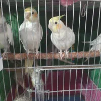 عروس هلندی سخنگو|پرنده|اصفهان, باتون|دیوار