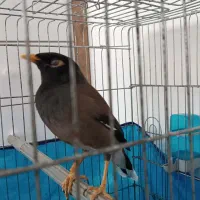 مرغ مینا سخنگو