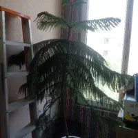 کاج مطبق