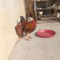 خروس جوان درجه یک|حیوانات مزرعه|یزد, |دیوار