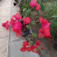 فروش عمده گل|گل و گیاه طبیعی|آباده, |دیوار