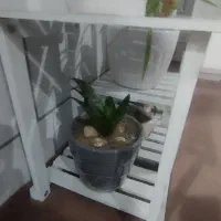 استند وگل وگلدان|گل و گیاه طبیعی|سرپل ذهاب, |دیوار