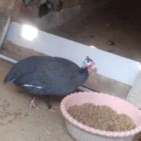 مرغ شاخدار سیساک|حیوانات مزرعه|هادی شهر, |دیوار