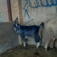 کهره بذری شاخ جفت|حیوانات مزرعه|شیراز, کوشک بیدک|دیوار