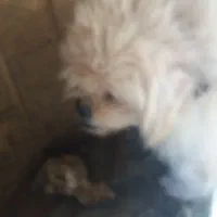 پیکینینزشیتزوی نر|سگ|مرزن‌آباد, |دیوار