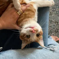 واگذاری گربه|گربه|کرج, گلشهر|دیوار