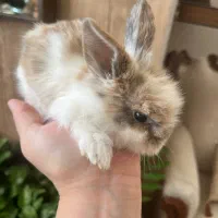 بچه خرگوش لوپ