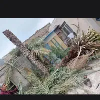 قطع نخل بریدن نخل هرس تمیز سم پاشی انواع درخت