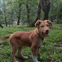 اسکلت مرغ و گوشت گاو گوسفند مخصوص سگ و گربه