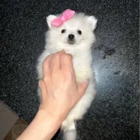 سگ پامرانین عروسکی