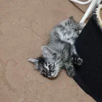 بچه گربه دوماهه میکسdlh|گربه|مشهد, امیرآباد|دیوار