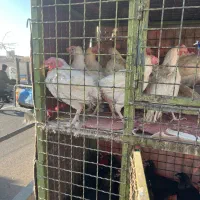 خروس مشکی قربانی و چشم زخم با ارسال|حیوانات مزرعه|تهران, امام خمینی|دیوار