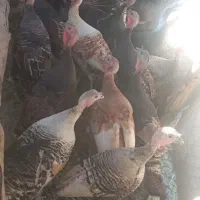 هشترخان طبیعی تخمگذار
