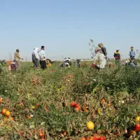 سر کار گر کشاورزی هستم