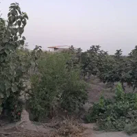 باغ فروشی|فروش زمین و ملک کلنگی|قم, شهید رجایی|دیوار