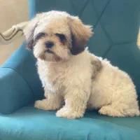 سگ شیتزو سوپر فلت