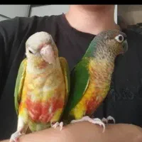 جفت گرینچیک|پرنده|فریدونشهر, |دیوار