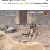 سگ عراقی|سگ|اردبیل, |دیوار