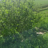 برای چیدن کشت نخود وعدس