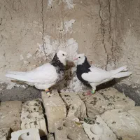 جفت طوق شازده ای هفت رنگ معاوضه هم دارم|پرنده|شیراز, بهارستان|دیوار