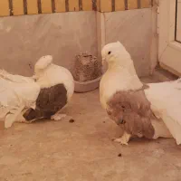 کبوتر چتری دوکت