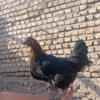 نوچه مرغ و خروس پنج ماه|حیوانات مزرعه|کهک, |دیوار