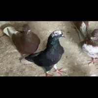 کبوتر پرشی رنگی دم سفید تهرانی|پرنده|آبیک, |دیوار