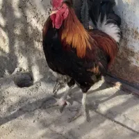 فروش ۱۴عددخروس
