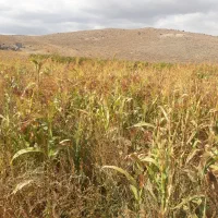 سوپورگه(جاروی سنتی ) مشکین|لوازم نظافت|مشگین شهر, |دیوار