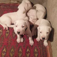 سگ دوگو آرژانتینی با کیفیت عالی|سگ|نکا, |دیوار