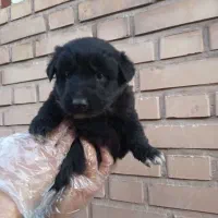 توله های سگ قدرجونی