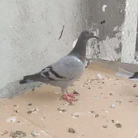 فروش جوجه مسافت بلند