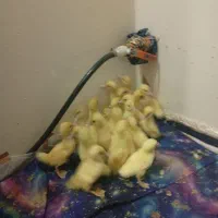 جوجه اردک یک هفته آیی اسرائیلی