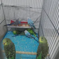 مرغ عشق جوجه و مولد