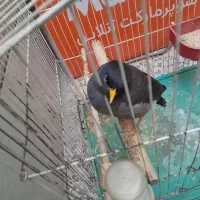 مرغ مینا سخنگو|پرنده|اهواز, یوسفی|دیوار