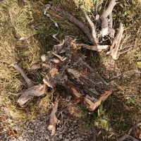 خرید انواع چوب|خدمات باغبانی و درختکاری|ارومیه, |دیوار