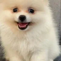 سگ جیبی خانگی مینیاتوری