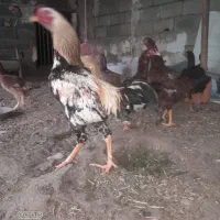 مرغ کرچ|حیوانات مزرعه|قزوین, |دیوار