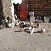 کبوتر|پرنده|نیشابور, بلوار گلها|دیوار