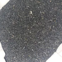 فروش بذر پیاز مینروا دستگیری از قوطی ارژانتین