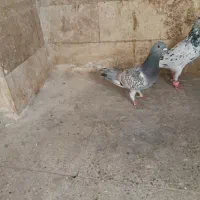 طاوسی پلاکی سرور پلاکی